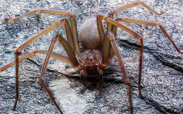 Alertan sobre presencia de araña violinista en Tlaxcala, CDMX y Edomex