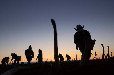 Indocumentados en EU acuden a trabajar con miedo