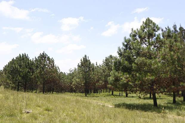 Áreas Naturales de Puebla albergan 5 mil especies de flora y fauna