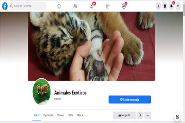 Investigador de la BUAP busca combatir el comercio de animales exóticos en internet