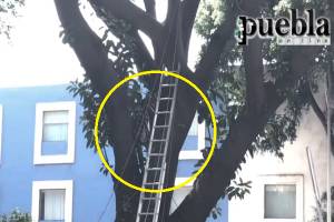VIDEO: Rescatan a indigente que subió a un árbol en Puebla