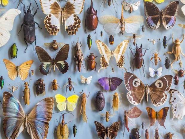 Estas especies de insectos están en vías de extinción