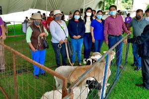 Cuautlancingo: Lupita Daniel entrega 300 cabezas de ganado ovino a familias vulnerables