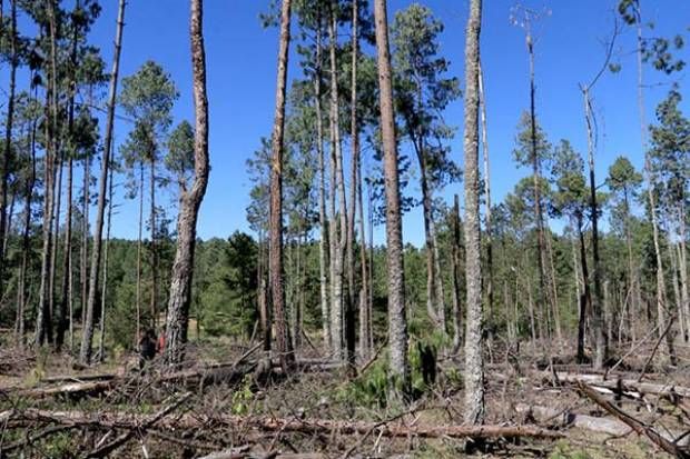 Tala clandestina afectó el 85% de la zona forestal de Ahuazotepec, Puebla