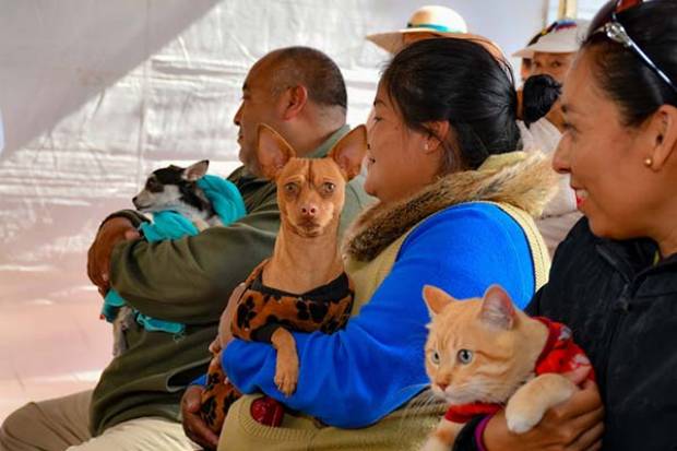 Ayuntamiento de Cuautlancingo invita a vacunar a perros y gatos contra la rabia