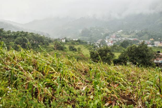 Afectadas 18.4 mil hectáreas de cultivo en Puebla por “Grace”