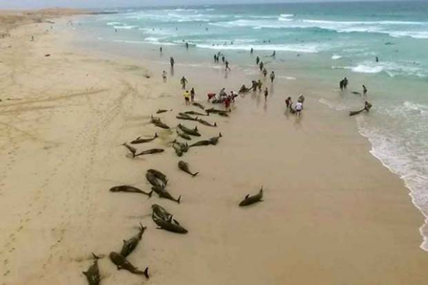 Se &quot;suicidaron&quot; más de 130 delfines en playa de África