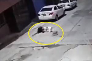VIDEO: Perro ataca a una mujer La María; dueños se niegan a pagar gastos médicos