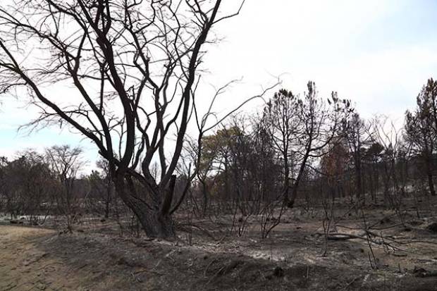 Puebla, sexto lugar con más incendios forestales