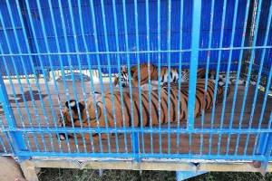 Decomisan tigres, macacos y caballos por maltrato en circo instalado en Tehuacán