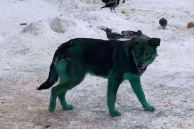 No es un filtro: perros verdes callejeros en Rusia