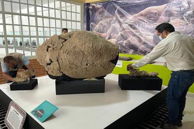 INAH Puebla regresa fósiles de un gliptodonte a Santiago Tenango