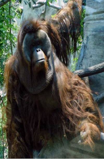 Muere Toto, el orangután del zoológico de Chapultepec