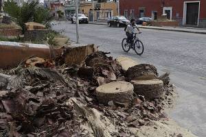 Seguirá retiro de palmeras con plaga en Puebla Capital
