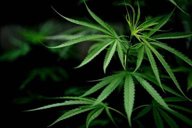 Morena va de nuevo por legalizar cultivo, comercio y consumo de mariguana