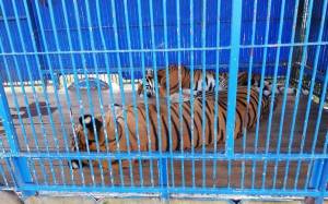 Profepa decomisa animales a circo en Tehuacán