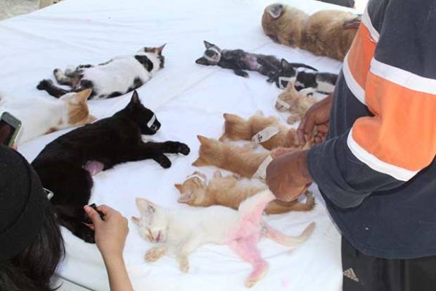 Van más de 3 mil 800 gatos esterilizados en el municipio de Puebla