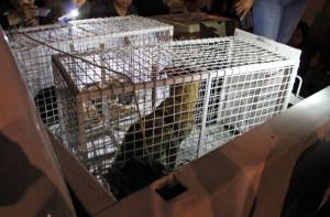 Murieron 3 animales rescatados en departamento de la “Mataperros”
