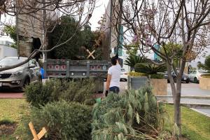 Campaña Verde Navidad recolecta 4 mil 500 árboles navideños en desuso