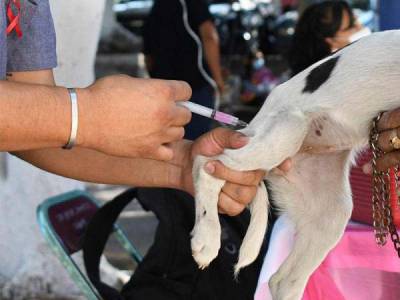 Puebla extiende jornada estatal intensiva antirrábica canina y felina