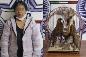 Mujer es detenida en Puebla por tráfico de animales silvestres en Facebook
