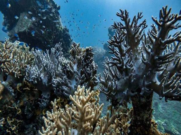 Así son los nuevos arrecifes hallados en el Golfo de México