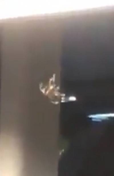 VIDEO: Metro de México reporta que no hay indicios de la &quot;araña gigante&quot;