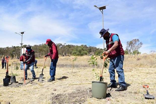 Ayuntamiento de Puebla sembrará más de 31 mil árboles para mitigar efectos del cambio climático en la capital