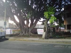 Secretaría de Medio Ambiente detiene trasplante de árboles sanos en Tehuacán
