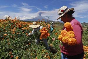 FOTOS: Productores adelantaron corte de flor de cempasúchil en Atlixco