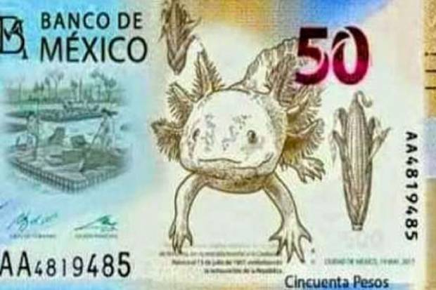 Ajolotes aparecerán en nuevos billetes de 50 pesos