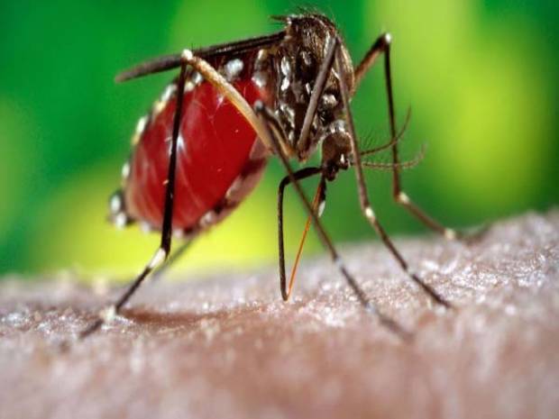 En lo que va del año se han detectado 96 casos de dengue en Puebla