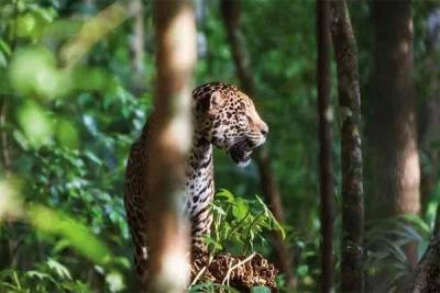 Tren Maya amenaza el hábitat de 2 mil jaguares en Yucatán