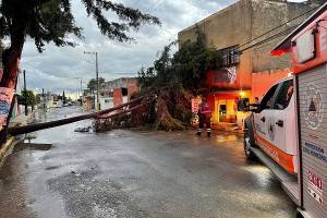 Al menos siete árboles caídos se reportaron tras lluvia en Puebla