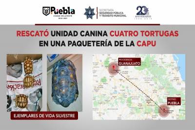 Localizan tortugas en la CAPU que eran trasladadas desde Guanajuato