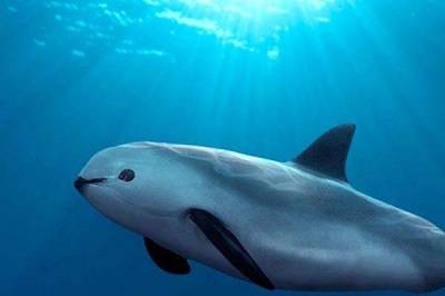 Desviaron 7.2 mdp destinados a protección de vaquita marina