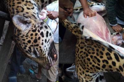 Matan y desuellan a un jaguar en Campeche; denuncian el abuso en redes sociales