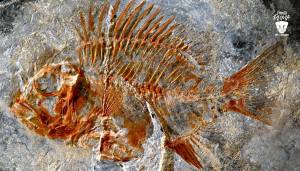En Chiapas, hallan fósil de pez que vivió en la era de los dinosaurios