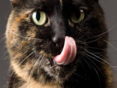 Qué sí y qué no puede comer tu gato