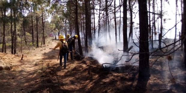 Incendios forestales afectaron 14 mil hectáreas en Puebla