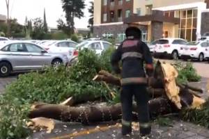 Lluvia dejó árboles derribados y calles inundadas en Puebla