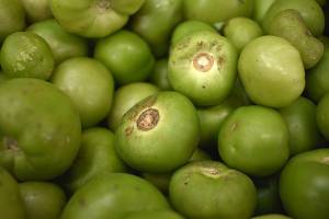 Puebla exporta 9 mil 805 toneladas de vegetales a USA y Canadá