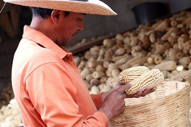 Abasto de maíz blanco, garantizado en Puebla: Desarrollo Rural