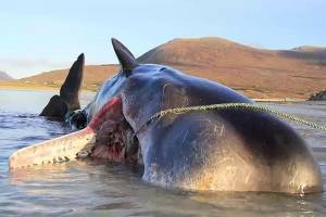 Encuentran ballena con 100 kilogramos de basura en su estómago
