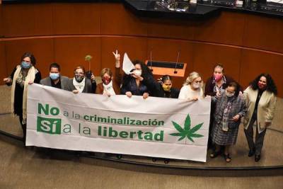 Senado aprueba la regulación del uso lúdico y cultivo de mariguana