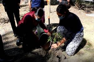 Ayuntamiento de Puebla sustituye 10 árboles en parque de la colonia La Paz