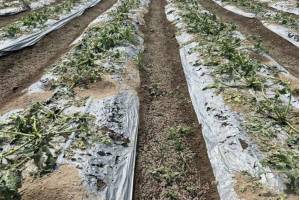Granizadas en Felipe Ángeles y Quecholac dañan 670 hectáreas de hortalizas