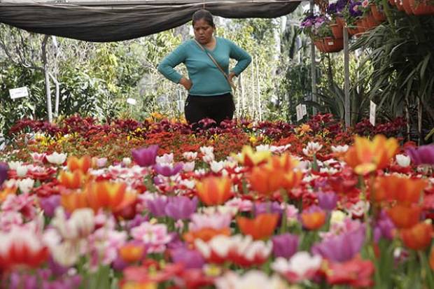 Pandemia causa pérdidas millonarias en la floricultura de México