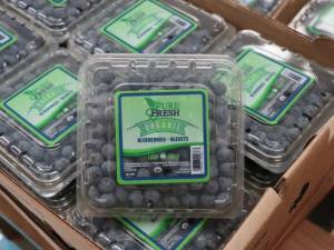 Puebla exporta blueberry de Zacatlán a Estados Unidos y Canadá