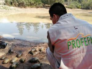 Profepa reintegra especies protegidas en el estado de Puebla